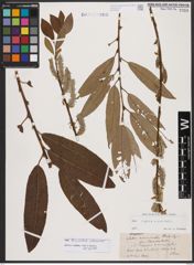 Salix burjatica Nasarow